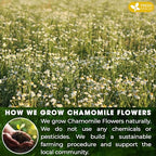 Smooth Sleep & Digest Duo, Chamomile Flower & Fennel Seed Herbal Tea Bags, 100% Natural & Pure Flowers and Seeds, Eco-Conscious & Biodegradable Tea Bags, No Sugar, No Caffeine, No Gluten, Vegan – Herbal Beverage